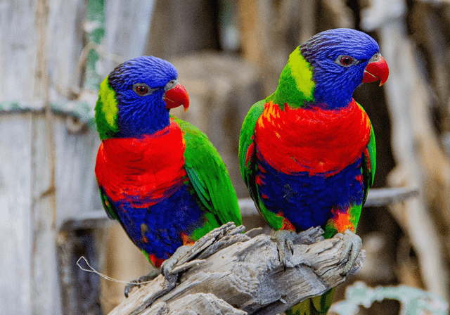 Weltvogelpark Walsrode.